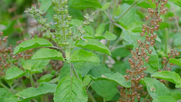 Tulsi is such a thing as medicine