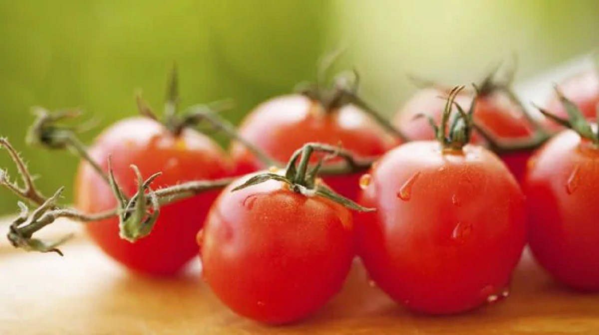 Does adding tomatoes to your daily diet help you lose weight?