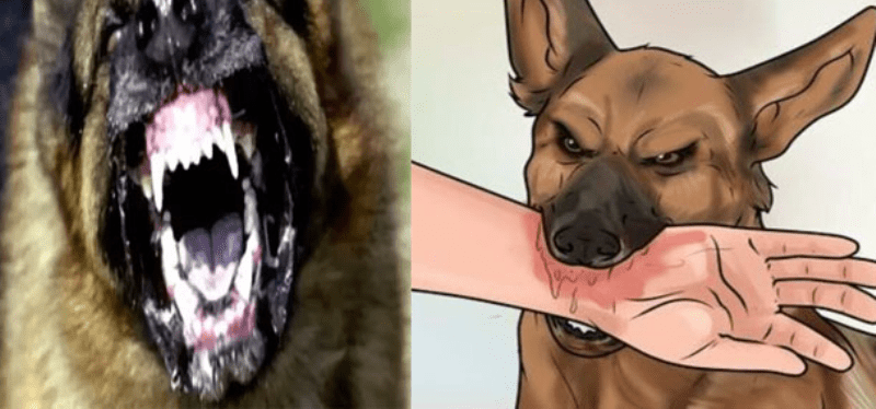 சிறுவனுக்கு எமனான தெரு நாய்! நெஞ்சை பதற வைக்கும் சம்பவம்!