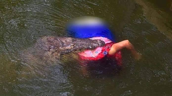 துணி துவைத்துக் கொண்டிருந்த பெண்ணை வாயில் கவ்வி சென்ற முதலை!