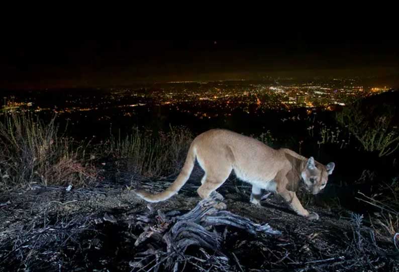 மகனை மீட்க தாய் செய்த செயல்! வெறும் கைகளால் அடித்த வீர மங்கை!