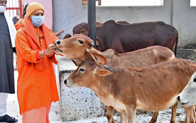 பசுவை தேசிய விலங்காக அறிவிக்க வேண்டும்! அலகாபாத் நீதிமன்றம் கருத்து!