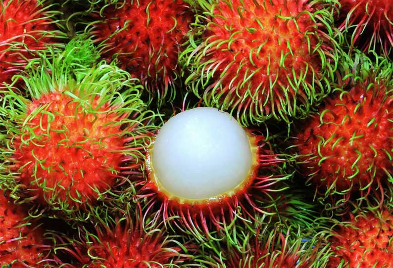 நிபா வைரஸ் பரவியது இப்படிதான்! சிறுவன் சாப்பிட்ட பொருட்களை ஆய்வு செய்ய உத்தரவு!