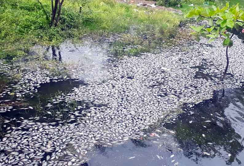 சேலம் ஏரியில் விஷமா? கொத்தாக செத்து மிதந்த மீன்கள்!