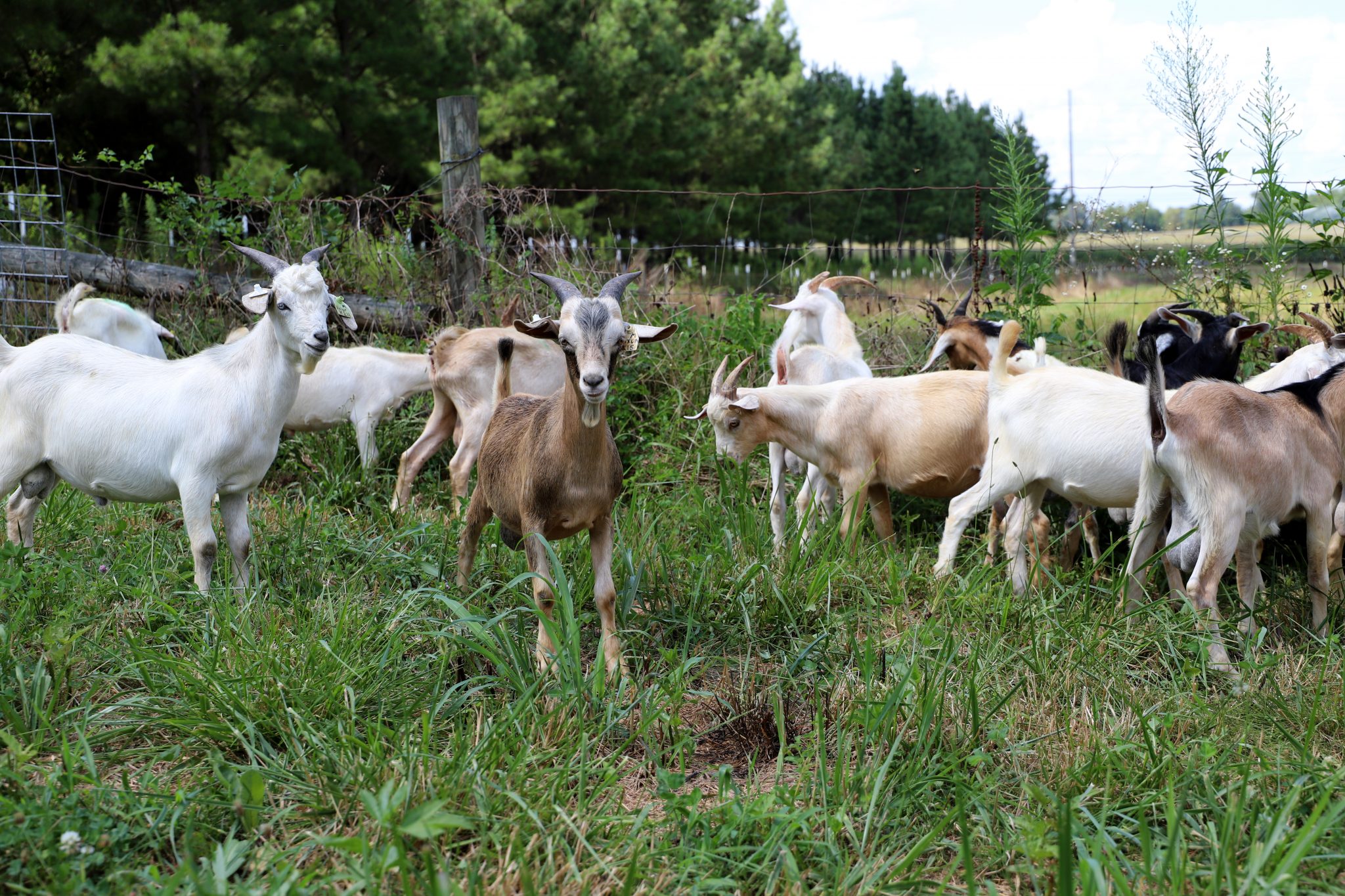 4 மணி நேரத்தில் 4 கோடிக்கு விற்கப்பட்ட ஆடுகள்!