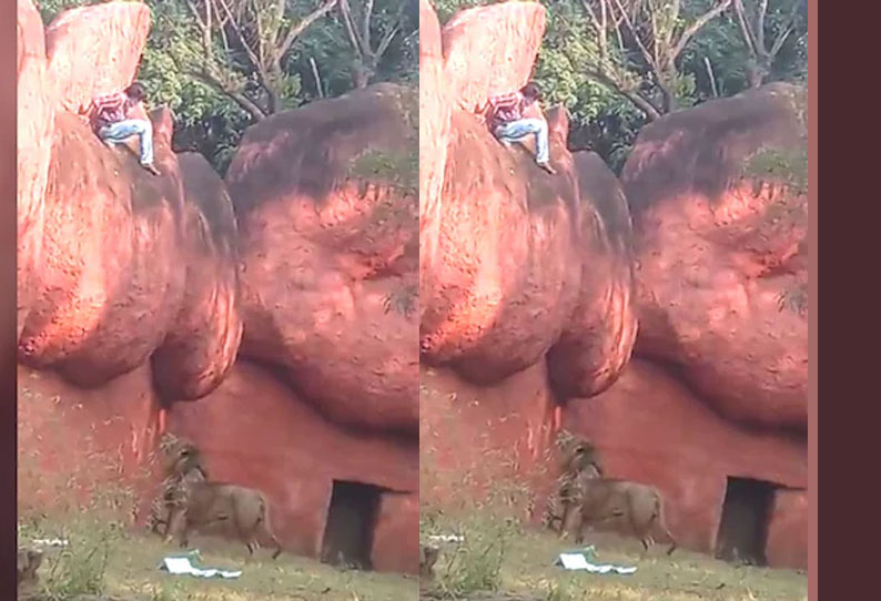 தடை செய்யப்பட்ட பகுதியில் சிங்கம்! வீம்பு செய்த இளைஞர்!