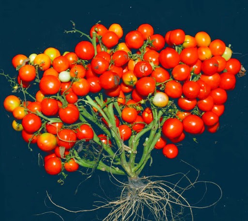 டிசம்பரில் தான் கண்டிப்பாக விலை குறையும்! மத்திய அரசு பகீர் தகவல்!