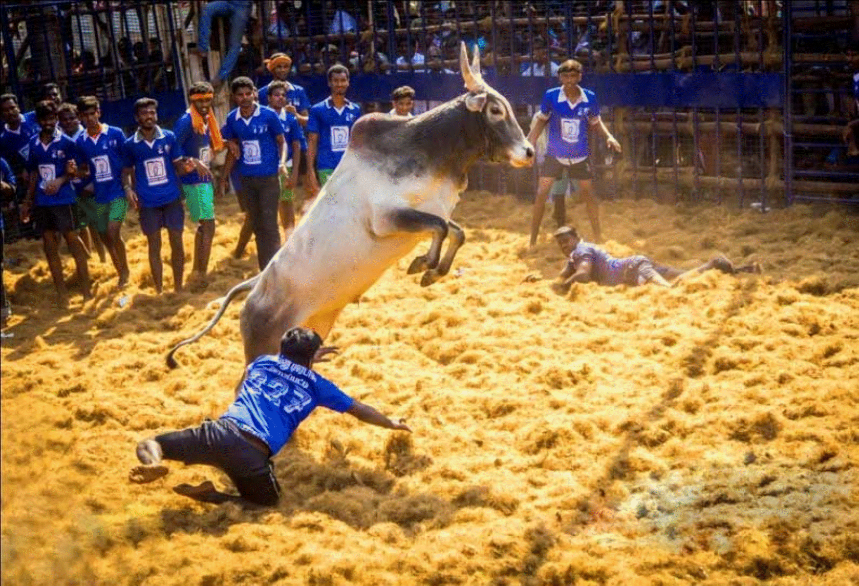 என்ன ஜல்லிக்கட்டு நடத்த கூடாதா? மீண்டும் தலை தூக்கும் பீட்டா அமைப்பு என்ன செய்யப்போகிறது தமிழக அரசு?