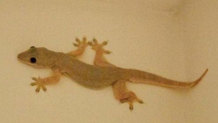 பொங்கல் தொகுப்பில் பல்லியும் பரிசாக வந்த அதிர்ச்சி! ரேஷேன் கடையில் திடீர் பரபரப்பு!