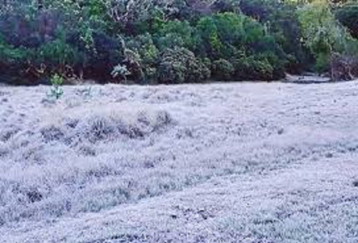 பச்சை மறைந்து வெள்ளை நிறமாக காட்சியளிக்கும் புல்வெளிகள்! காட்டுத்தீ ஏற்படும் அபாயம்!! காரணம் என்ன?