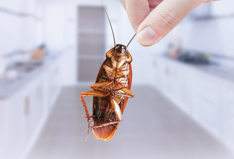 இந்த ஹோட்டலுக்கு இனி சாப்பிட செல்லாதீர்கள்! சாம்பாரில் கரப்பான் பூச்சியாம்!