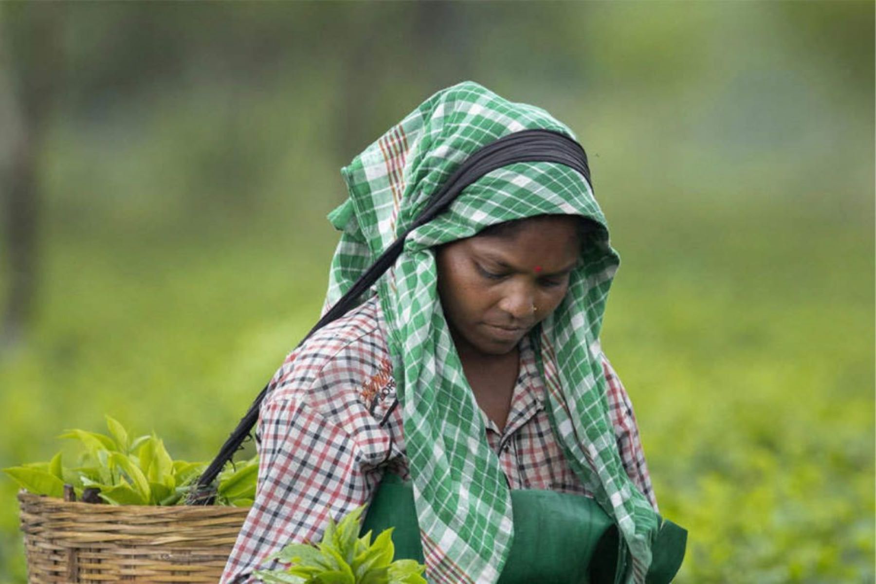 அன்னிய நாட்டு சந்தைகளில் நிராகரிக்கப்படும் இந்திய தேயிலை!