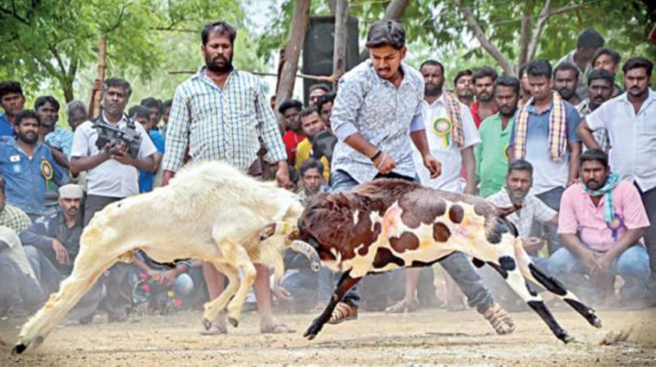 கிடா முட்டு சண்டை! நீதிபதிகள் வழங்கிய அதிரடி தீர்ப்பு!
