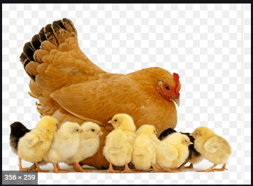 6 மணிநேரத்தில் 20க்கும் மேற்பட்ட முட்டைகளை இட்ட கோழி!