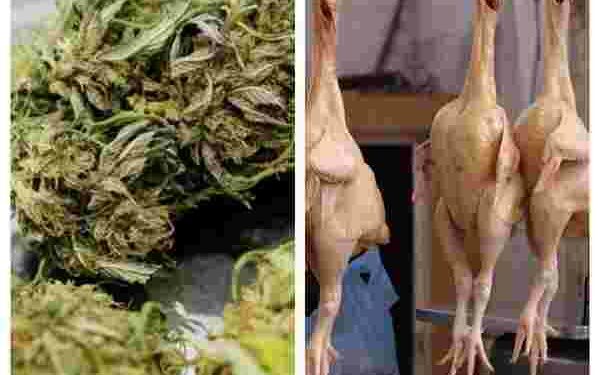 Is cannabis fodder for chicken? Do you know the benefit of that?
