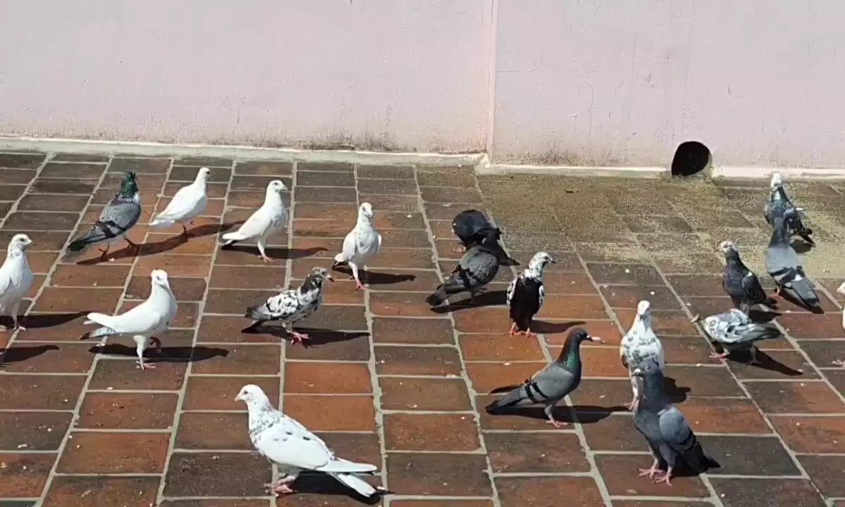 ஃபர்ஸ்ட் அட்டாக் நுரையீரலை தாக்குவதாக தகவல்!! டாக்டர் சாந்தி ரவீந்திரநாத் எச்சரித்துள்ளார்!!