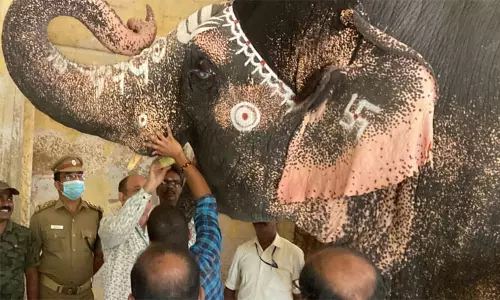 மன அழுத்தத்தை போக்க யானைக்கு ஸ்விம்மிங் பூலா!