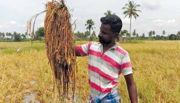 கண்கலங்கி நிற்கும் விவசாயிகள்!..தண்ணீரில் மூழ்கிய நெற்பயிர்கள் நாசம் ..அரசின் முடிவு என்ன?