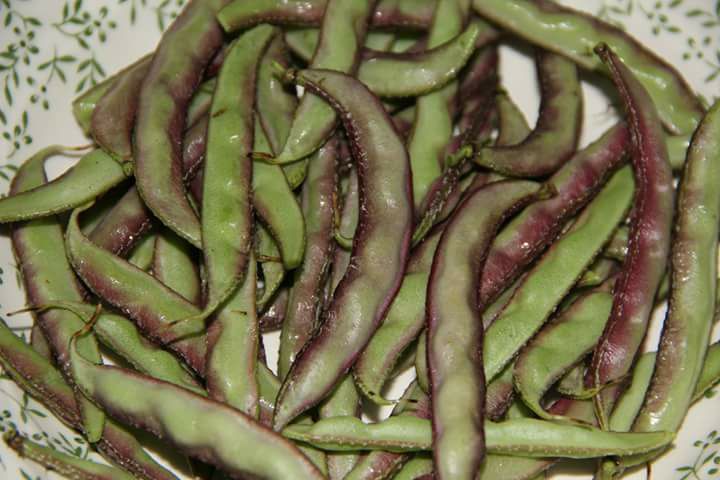 அவரைக்காயின் மருத்துவ பயன்கள்! முழு விவரங்கள் இதோ!