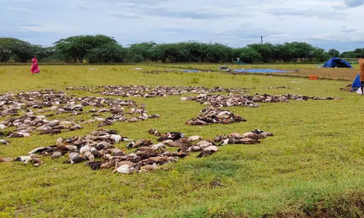 தண்ணீர் குடித்த வாத்துக்கள் திடீரென உயிரிழப்பு? கதறி அழுத அதன் உரிமையாளர்!..