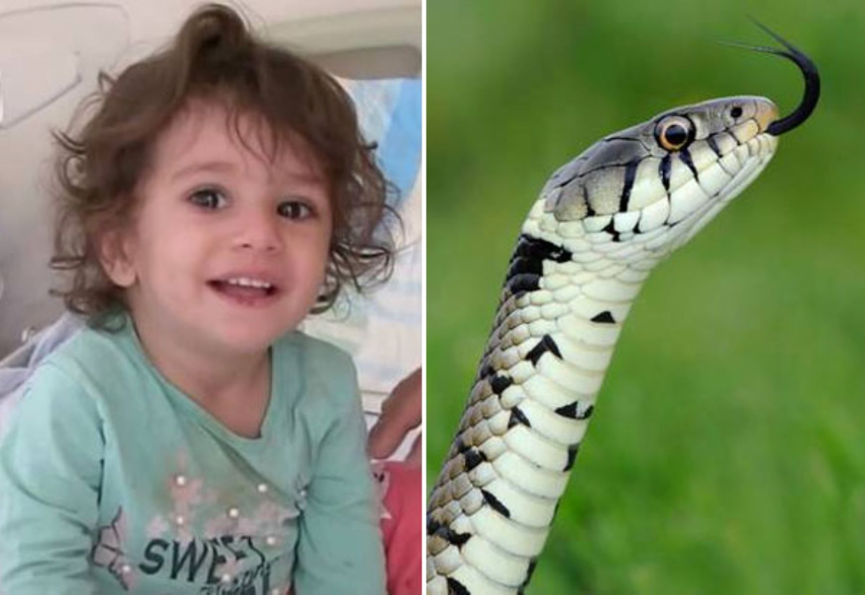 என்னையா கடிச்ச? தன்னை கடித்த பாம்பை கடித்துத் துப்பிய 2 வயது சிறுமி!