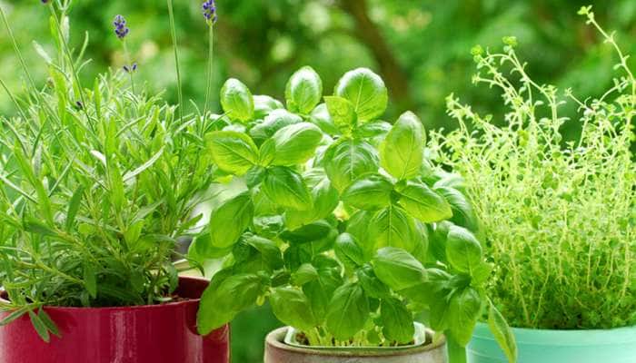 தாவரங்கள் கனவில் உங்களைத் தேடி வருகின்றதா? என்ன பலனாக இருக்கும் இதோ பார்க்கலாம்!