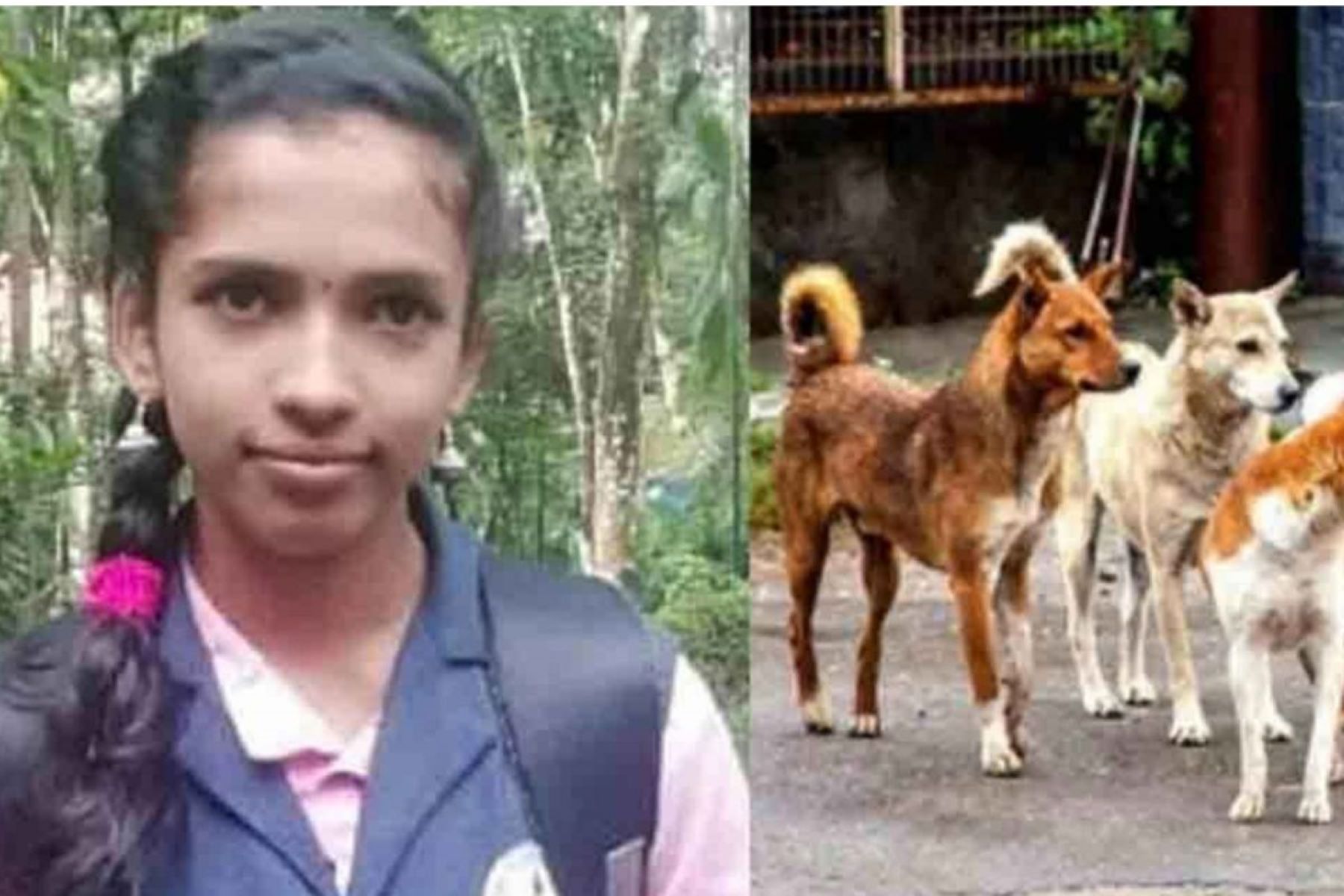 கேரளாவில் சோகம்! தெரு நாய்கள் கடித்து 12 வயது பெண் குழந்தை பரிதாப உயிரிழப்பு!
