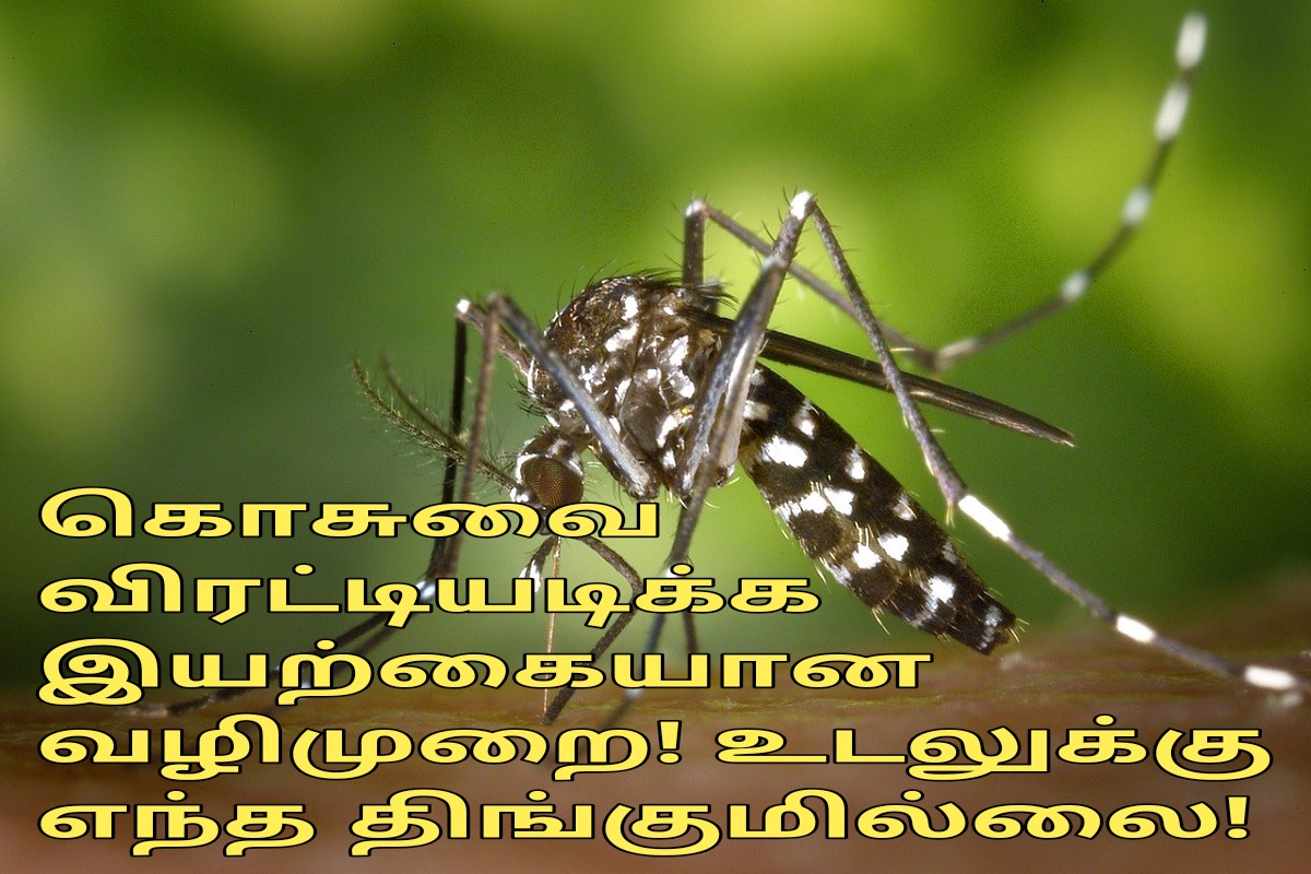 கொசுவை விரட்டியடிக்க இயற்கையான வழிமுறை! உடலுக்கு எந்த திங்குமில்லை!