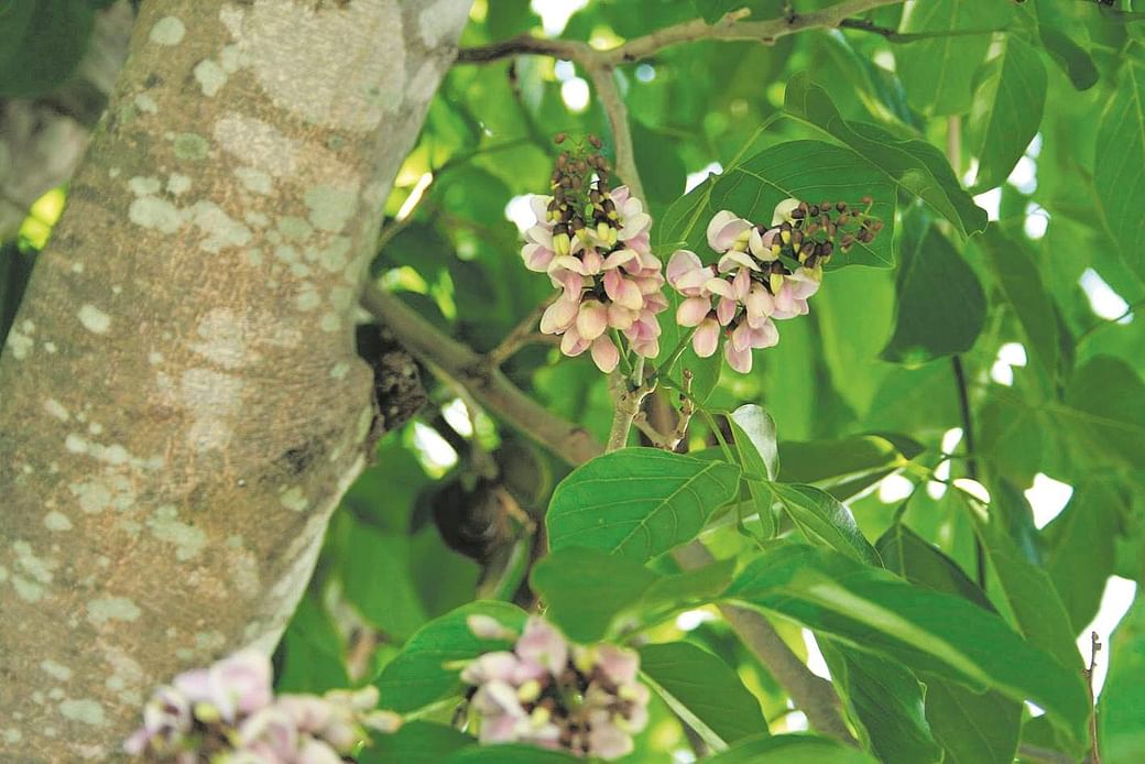 புங்கை மரத்தை வீட்டின் அருகே வளர்க்கலாமா? வளர்க்க கூடாதா?