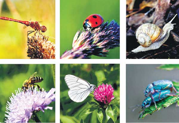 உங்கள் வீட்டிற்குள் இந்த உயிரினங்கள் எல்லாம் நுழைந்தால் என்ன பலன்? நீங்களும் அறிந்து கொள்ளுங்கள்!