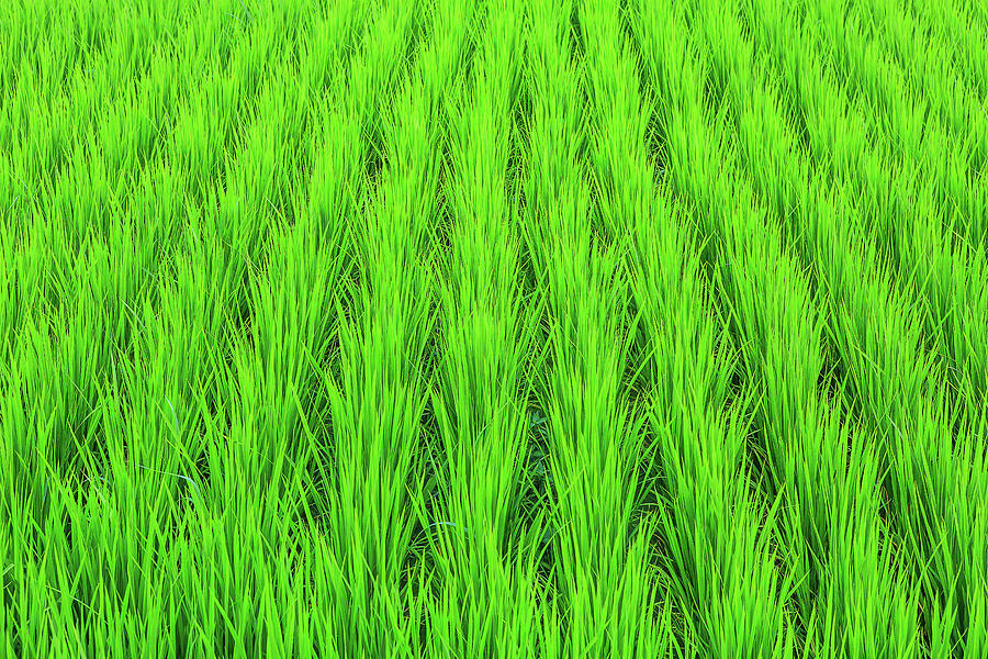 விண்வெளியில் நெற்பயிர் அமோக விளைச்சல் ! விஞ்ஞானிகள் செய்த சாதனை!