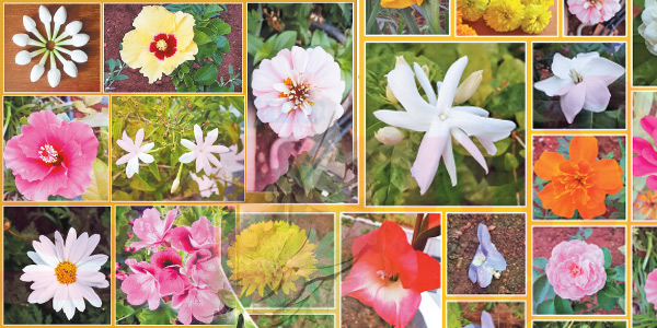 உங்கள் நட்சத்திரத்திற்கு எந்த பூவை பயன்படுத்த வேண்டும்! முழு விவரங்கள் இதோ!