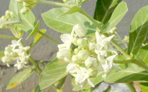 உங்களை கஷ்டங்கள் தொடர்ந்து துரத்துகிறதா? உடனடியாக அதிலிருந்து விடுபட இதனை செய்து பாருங்கள்!