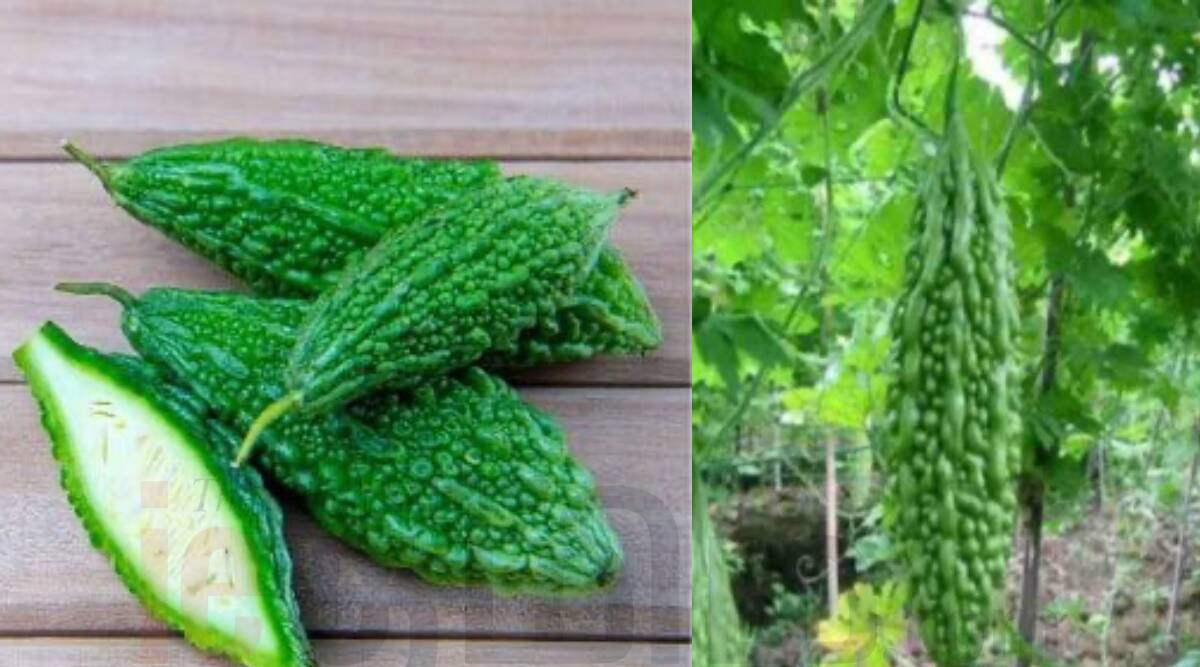 பாகற்காயின் மருத்துவப் பயன்கள்! நீங்களும் அறிந்து கொள்ளுங்கள்!