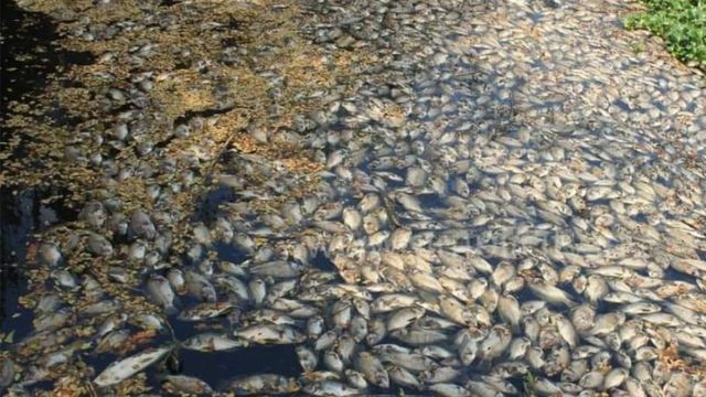 மேட்டூர் அணையில் விஷமா? கொத்து கொத்தாக செத்து மிதக்கும் மீன்கள்!!