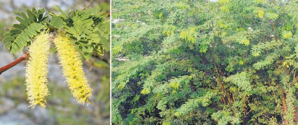 கருவேல மரத்திற்கு பதில் நாட்டு மரங்கள்! உயர்நீதிமன்றம் வெளியிட்ட உத்தரவு! 