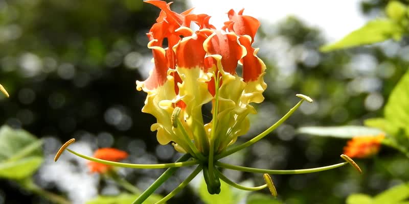 சென்காந்தாள் கிழங்கு சாப்பிட்டு வாலிபர் உயிரிழந்தது என்? தெளிவான விளக்கமளிக்கும் பொதுநல மருத்துவர்!