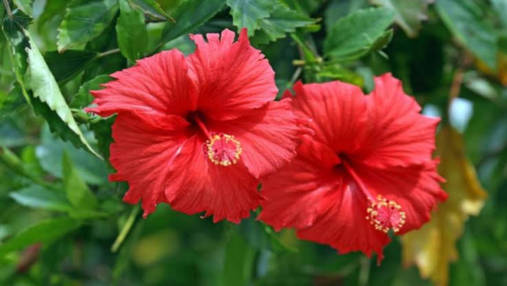 உடலில் உள்ள அனைத்து பாகங்களுக்கும் பலன் தரும் செம்பருத்தி பூ! தினமும் இவ்வாறு சாப்பிட்டு வாருங்கள்!