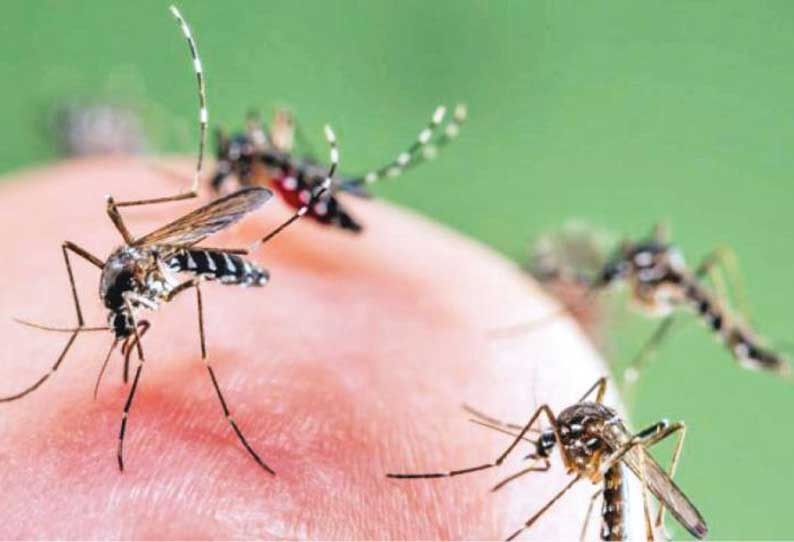 இந்த முறைகளை பயன்படுத்தி கொசுக்களை விரட்டி அடியுங்கள்..!