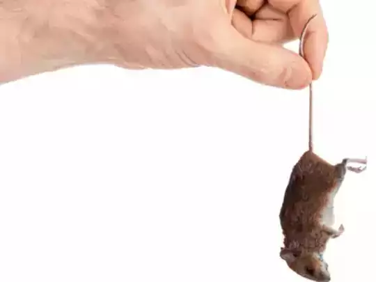 எலியை பிடிப்பதற்கு  ஒரு கோடி ரூபாய் சம்பளம்! நகர நிர்வாகம் வெளியிட்ட புதிய வேலை வாய்ப்பு!