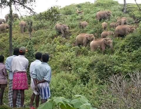 50 wild elephants camped in the lake near Hosur: Forest department took serious action to drive them to the forest area!