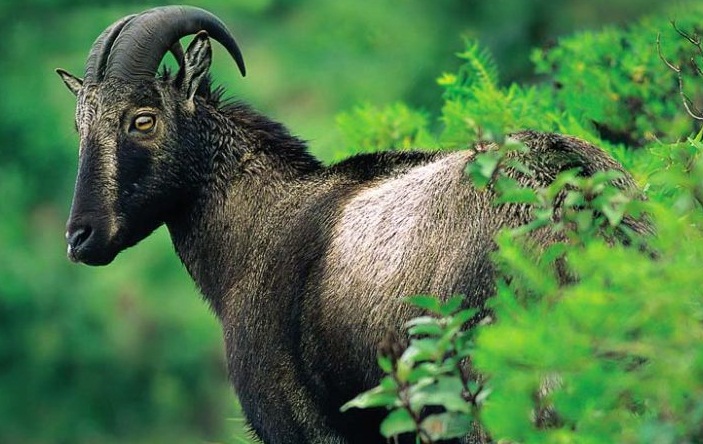 தமிழக அரசு வெளியிட்ட அறிவிப்பு! நீலகிரி வரையாடு திட்டம் தொடக்கம்!