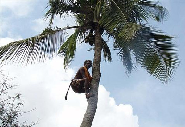 ரூபாய் 94 செலுத்தினால் இவ்வளவு பயனா? தென்னை மரம் ஏறுவோருக்கு அடித்த ஜாக்பாட்!