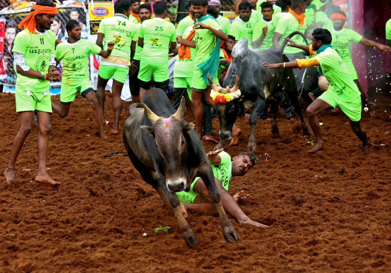 Palamedu jallikattu has started accepting language of commitment! Cowboys in excitement!