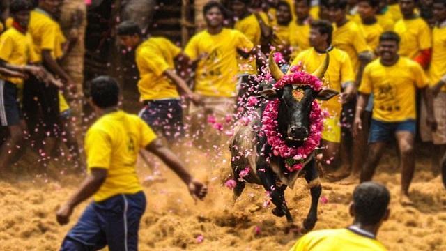 Important information for players who want to participate in Jallikattu! Booking starts today!