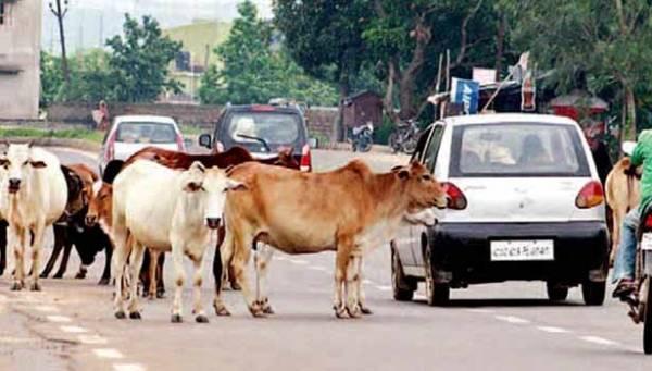 என்னுடைய காருக்கே வழிவிட வில்லையா? கோபத்தில் மாவட்ட ஆட்சியர் பிறபித்த உத்தரவு!