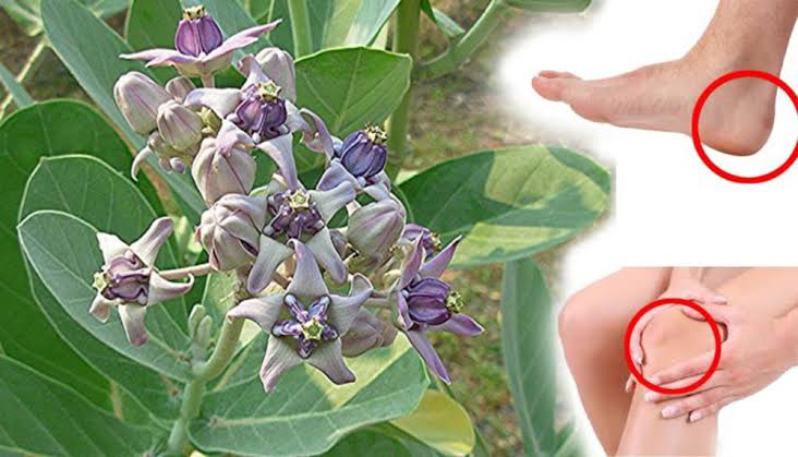 மூட்டுவலி பிரச்சினை குணமாக? இந்த ஒரு இலை இருந்தால் போதும்!