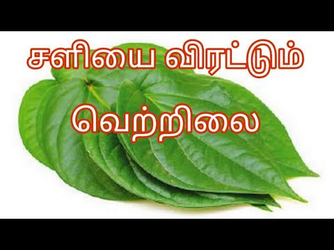 நெஞ்சு சளி கரைய சூப்பர் டிப்ஸ்!இரண்டு வெற்றிலை போதும்!