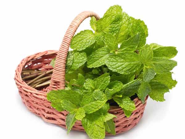 இந்த பிரச்சனைகள் உங்களுக்கு இருக்கின்றதா? ஒரு கைப்பிடி புதினா!