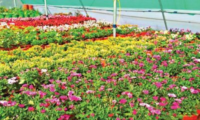 Yercaud summer festival starts today!! Tourists are interested in seeing the flower exhibition!!